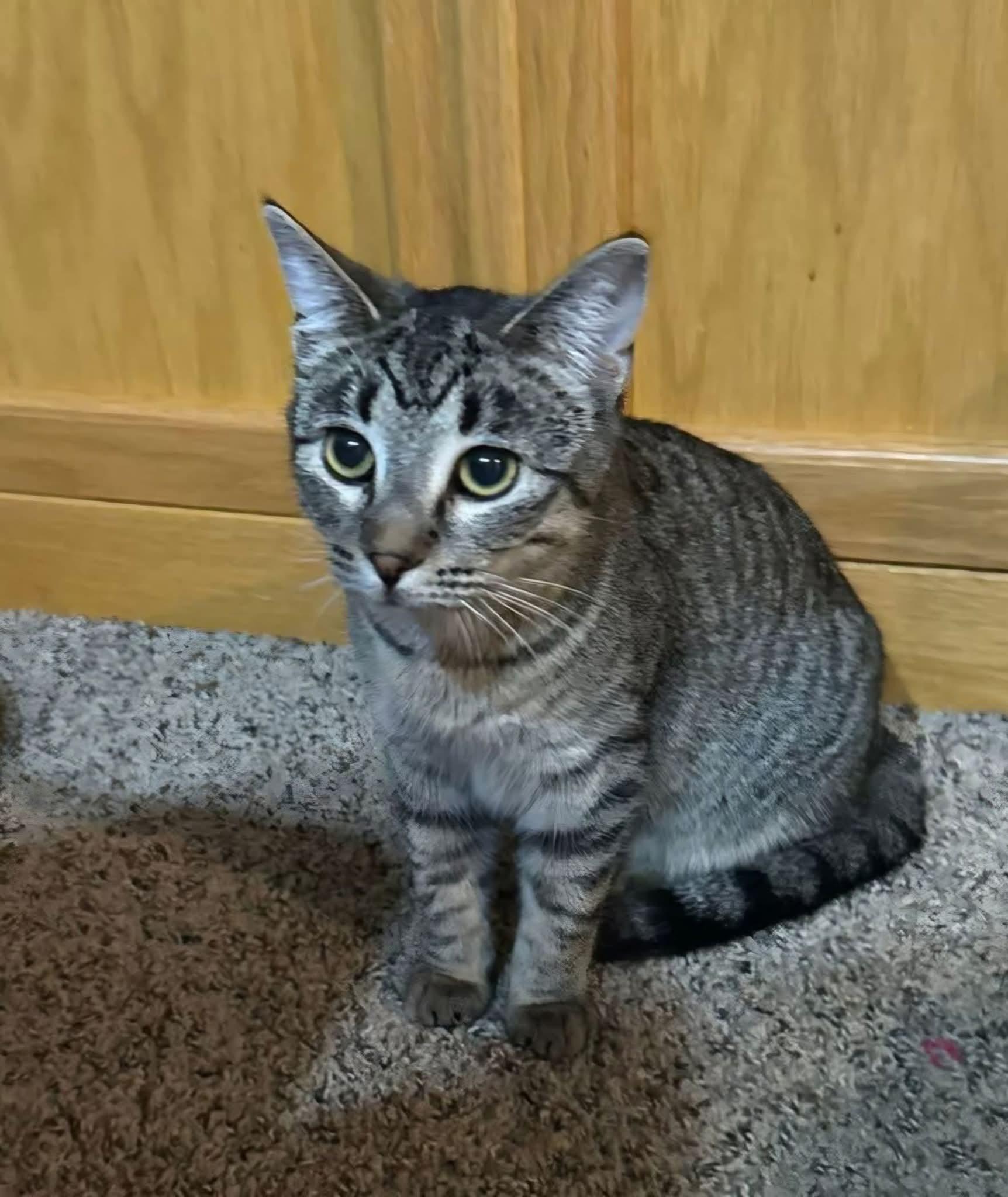 Gasket, Adoptable, Adult Male Domestic Short Hair.