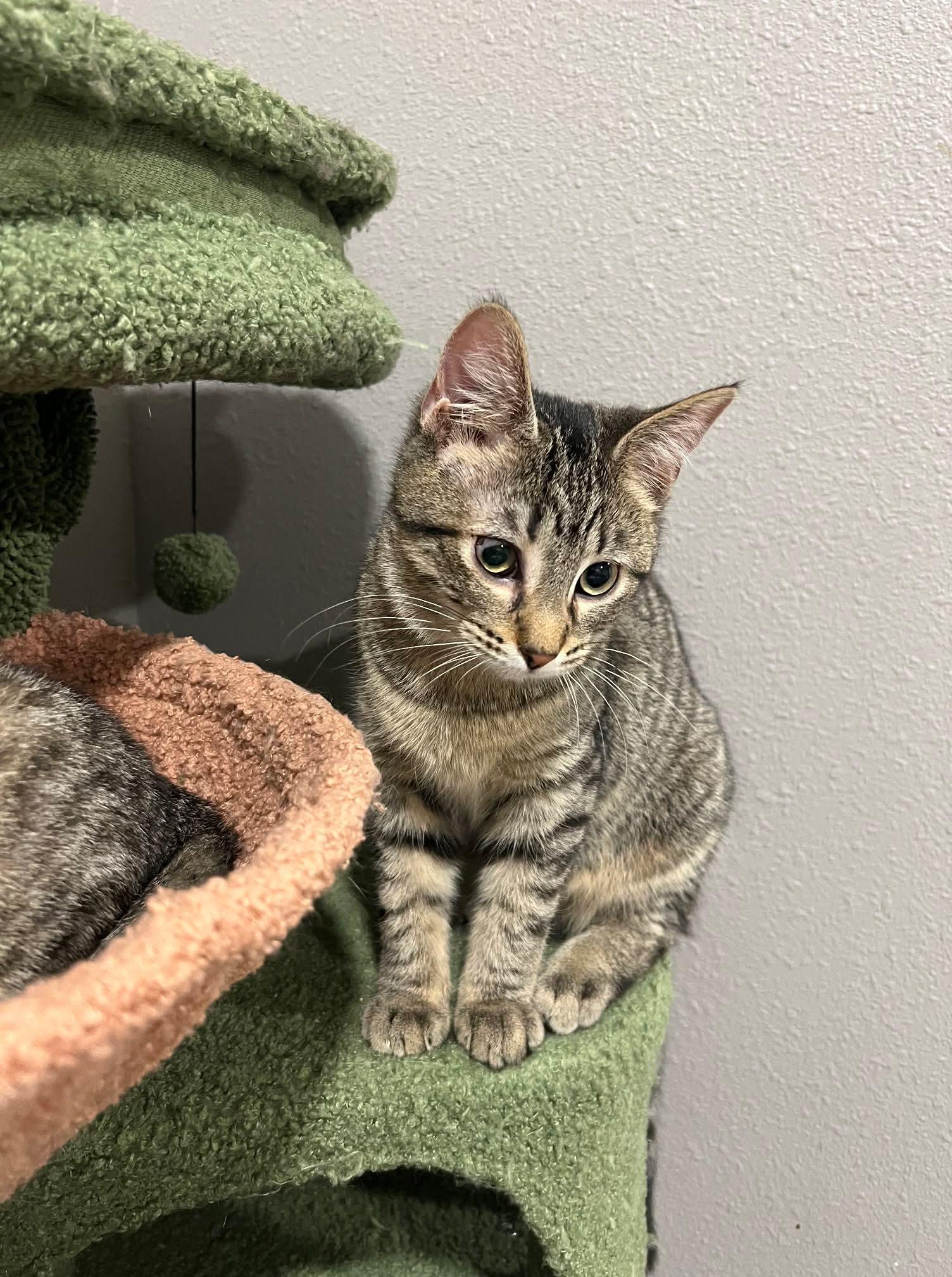 Enlarge Gasket, a Adoptable mixed breed in Sioux City, IA image 5/5