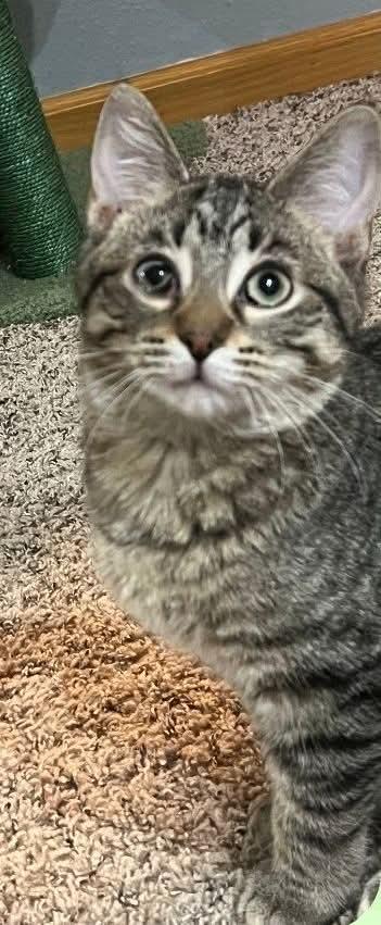 Enlarge Gasket, a Adoptable mixed breed in Sioux City, IA image 4/5