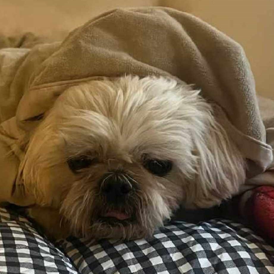 Ozzy, a Adoptable Shih Tzu in Marana, AZ image 3/3