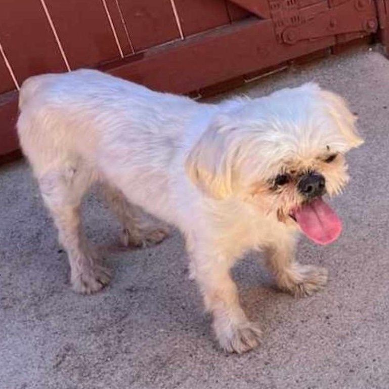 Ozzy, a Adoptable Shih Tzu in Marana, AZ image 2/3