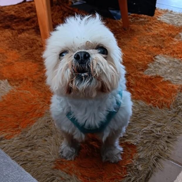 Ozzy, a Adoptable Shih Tzu in Marana, AZ image 1/3