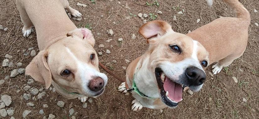 Enlarge CHERRY, a ADOPTABLE Mixed Breed in Pegram, TN image 3/6