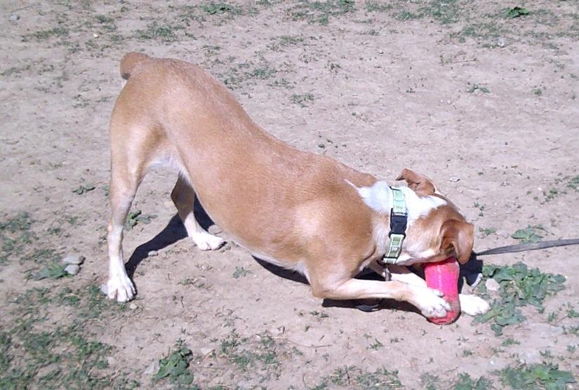 Enlarge CHERRY, a ADOPTABLE Mixed Breed in Pegram, TN image 2/6