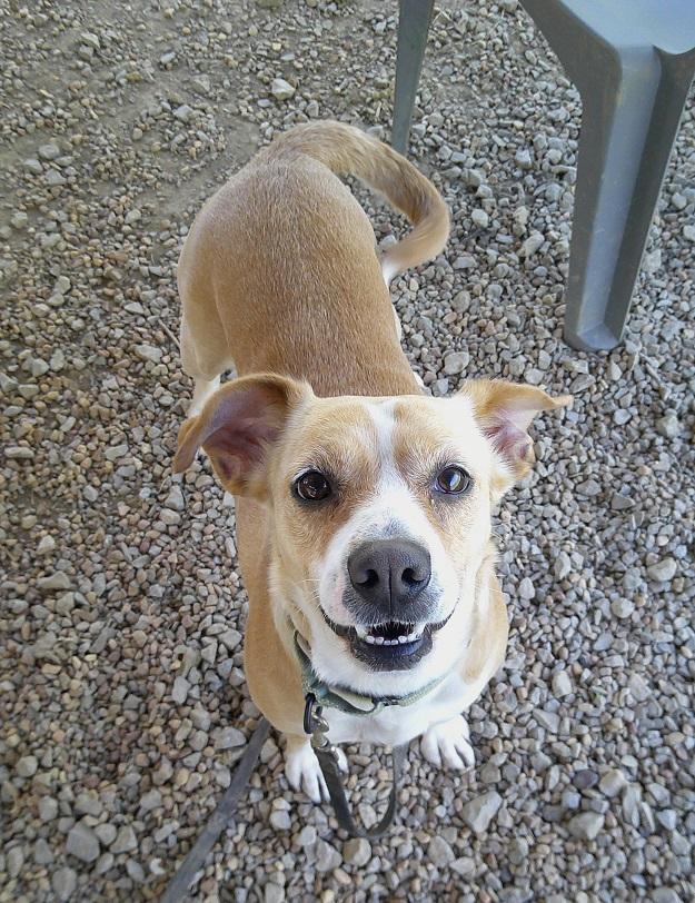CHERRY, ADOPTABLE, Adult Female Mixed Breed.