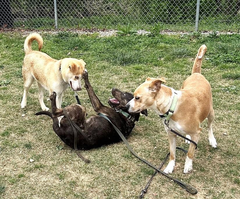 Enlarge CHERRY, a ADOPTABLE Mixed Breed in Pegram, TN image 6/6