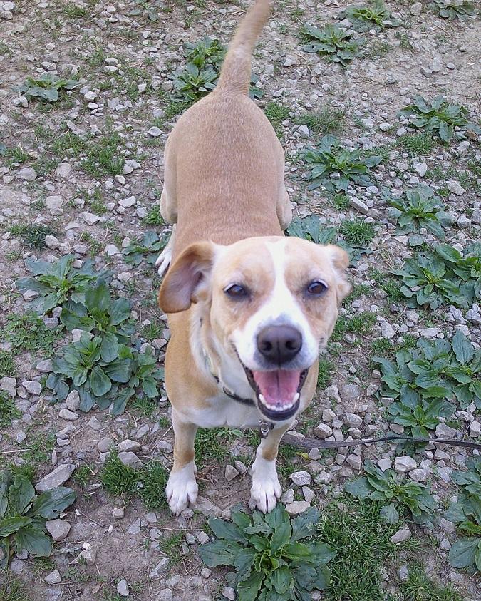 Enlarge CHERRY, a ADOPTABLE Mixed Breed in Pegram, TN image 4/6