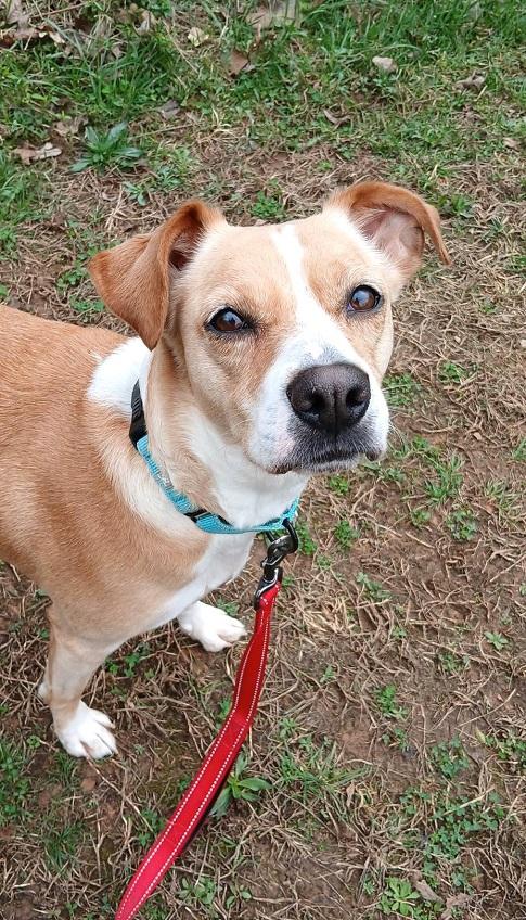 CHERRY, ADOPTABLE, Adult Female Mixed Breed.