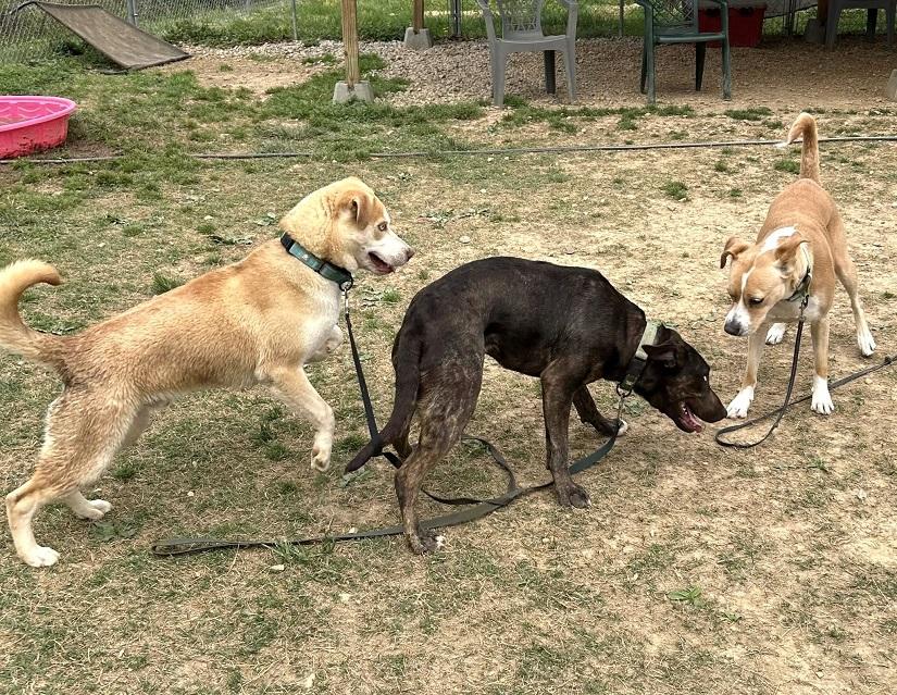 Enlarge CHERRY, a ADOPTABLE Mixed Breed in Pegram, TN image 5/6
