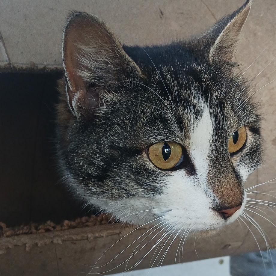 Belva, Adoptable, Adult Female Domestic Short Hair & Domestic Short Hair.