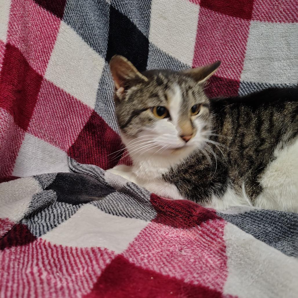 Enlarge Belva, a Adoptable mixed breed in Coos Bay, OR image 2/3