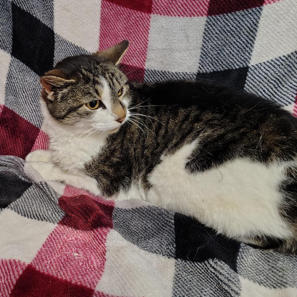 Enlarge Belva, a Adoptable mixed breed in Coos Bay, OR image 3/3