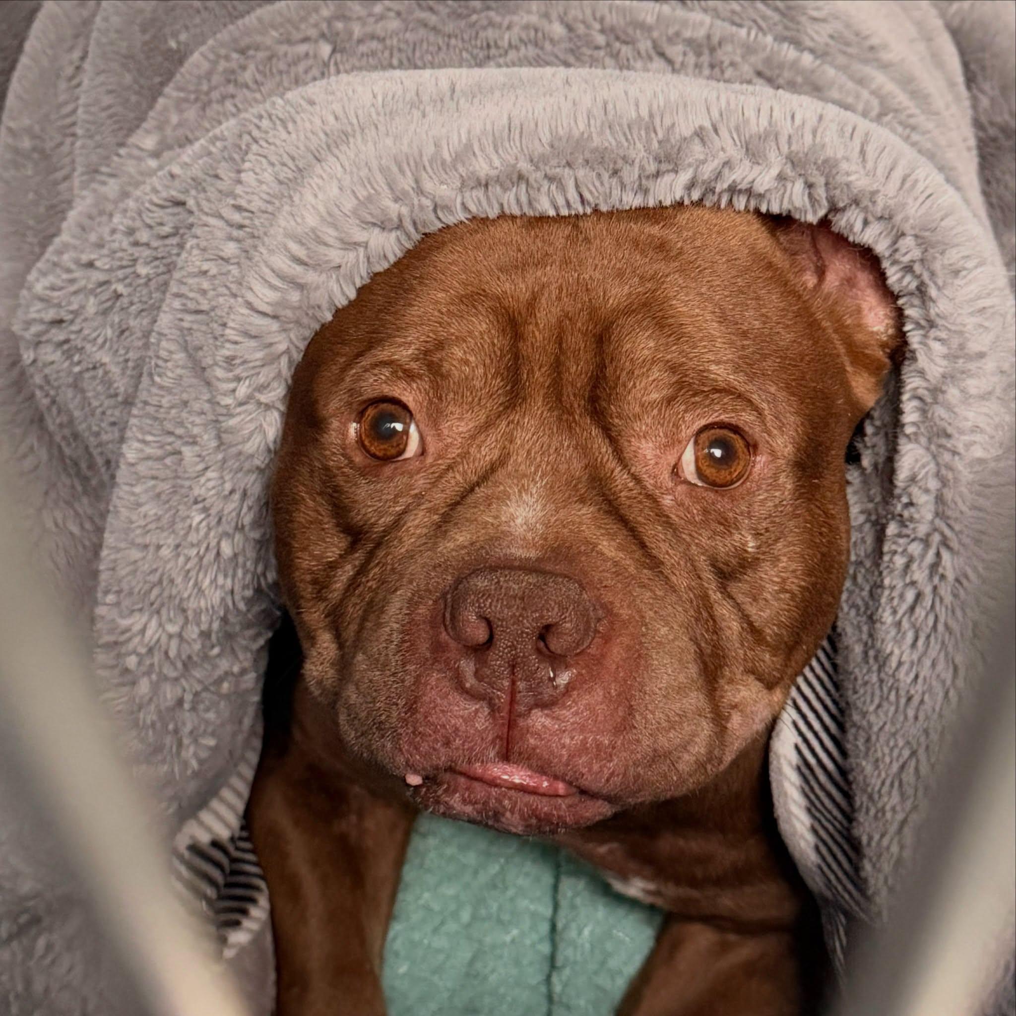 Enlarge Gizmo Tag 1123, a Adoptable mixed breed in Central Islip, NY image 2/2