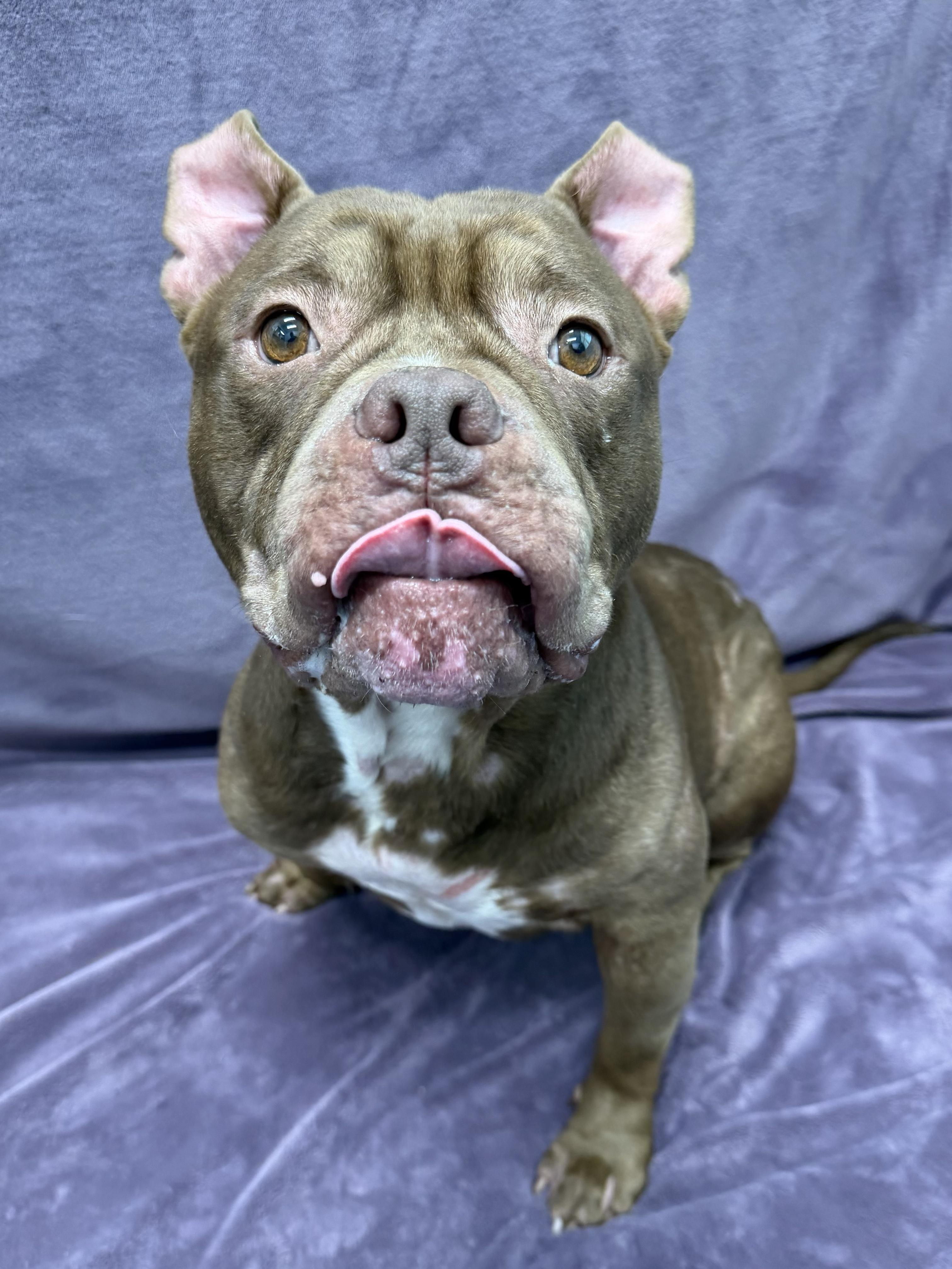 Gizmo Tag 1123, Adoptable, Adult Male American Bully.