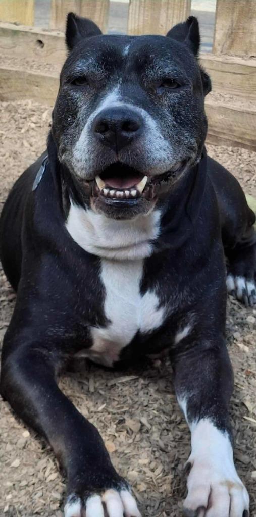 Enlarge Sheet Shang, a Adoptable Pit Bull Terrier in El Dorado, AR image 1/4