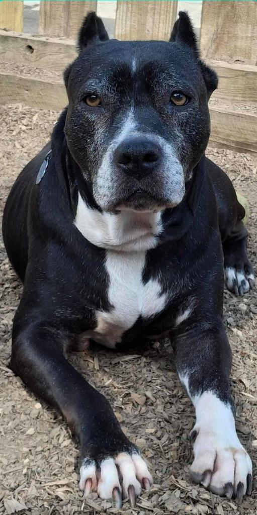 Enlarge Sheet Shang, a Adoptable Pit Bull Terrier in El Dorado, AR image 2/4