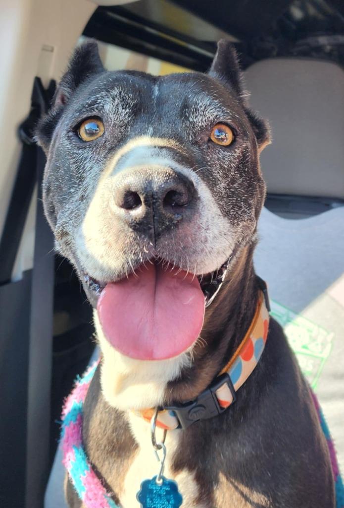 Enlarge Sheet Shang, a Adoptable Pit Bull Terrier in El Dorado, AR image 3/4