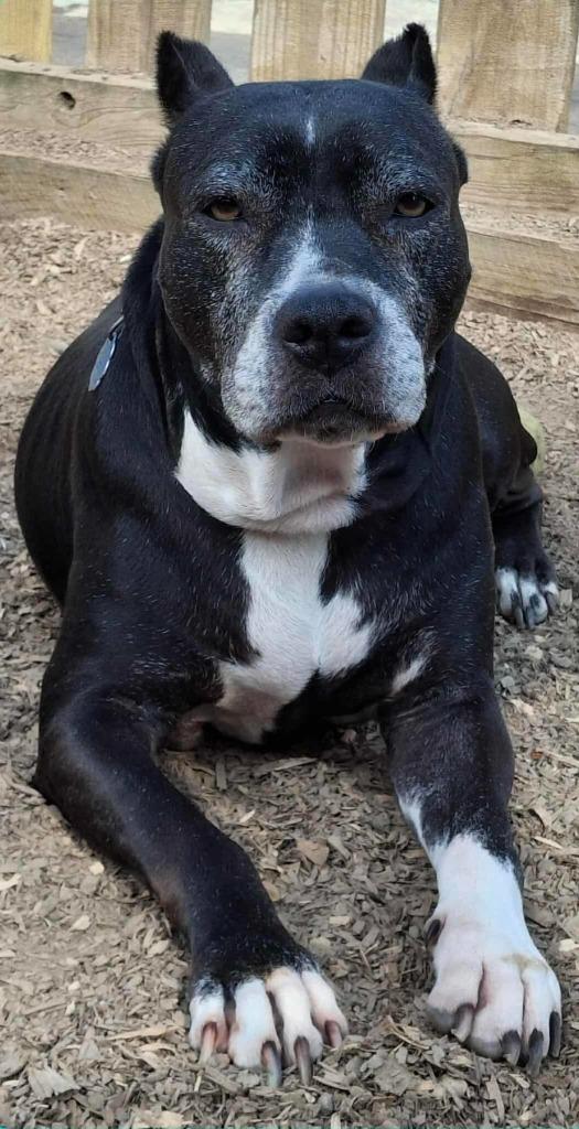 Enlarge Sheet Shang, a Adoptable Pit Bull Terrier in El Dorado, AR image 4/4