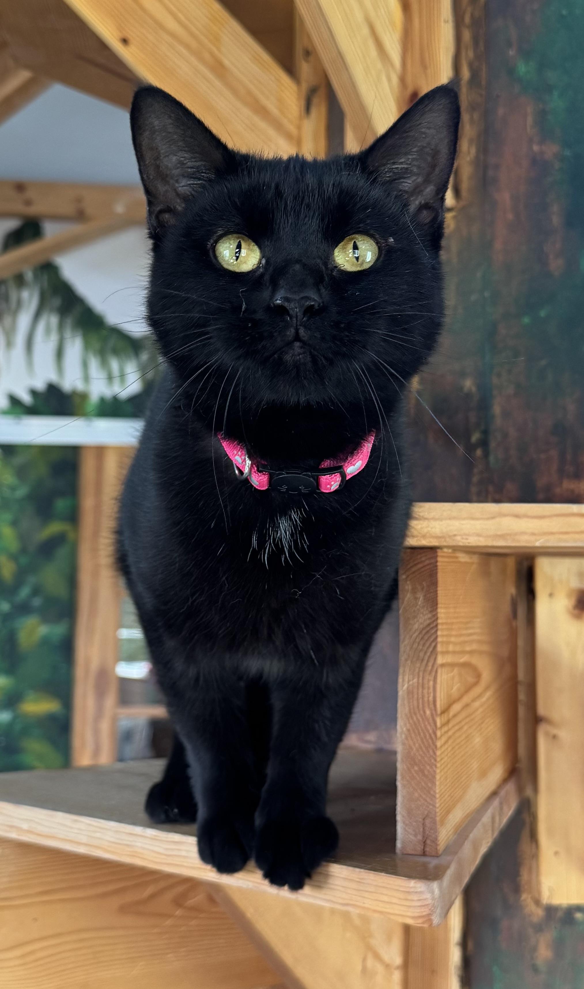Kendall, Adoptable, Adult Female Domestic Short Hair.