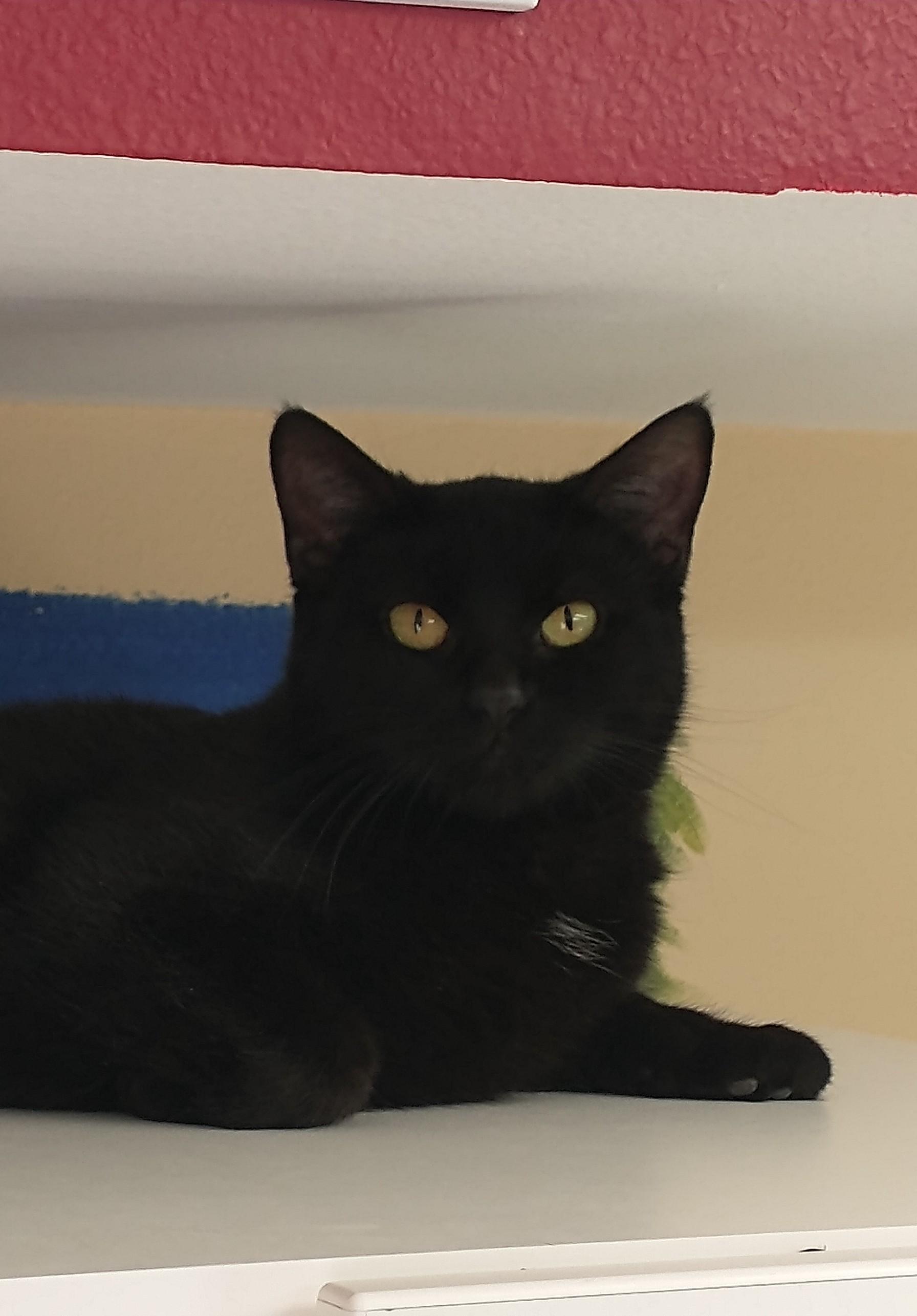Enlarge Kendall, a Adoptable Domestic Short Hair in Tomah, WI image 2/2