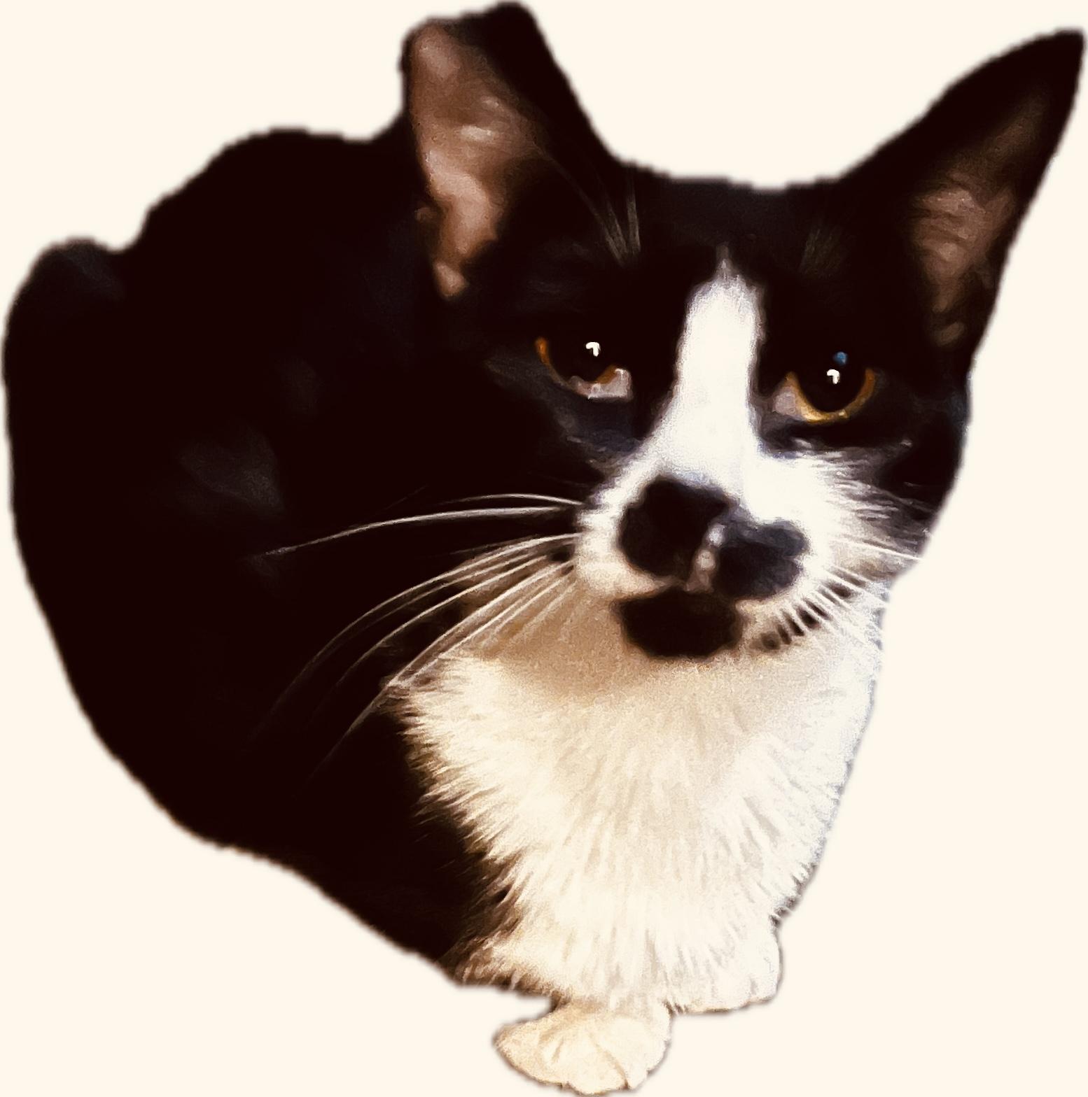 Matilda W., ADOPTABLE, Adult Female Tuxedo.