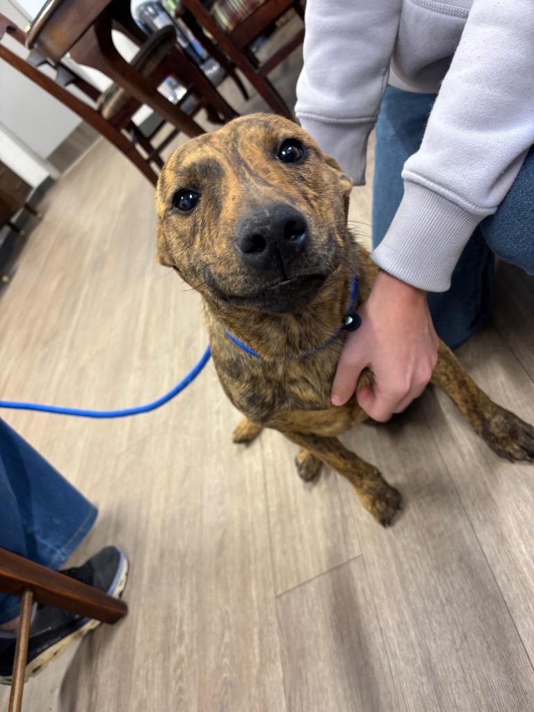 Spud, Adoptable, Young Male Mixed Breed.