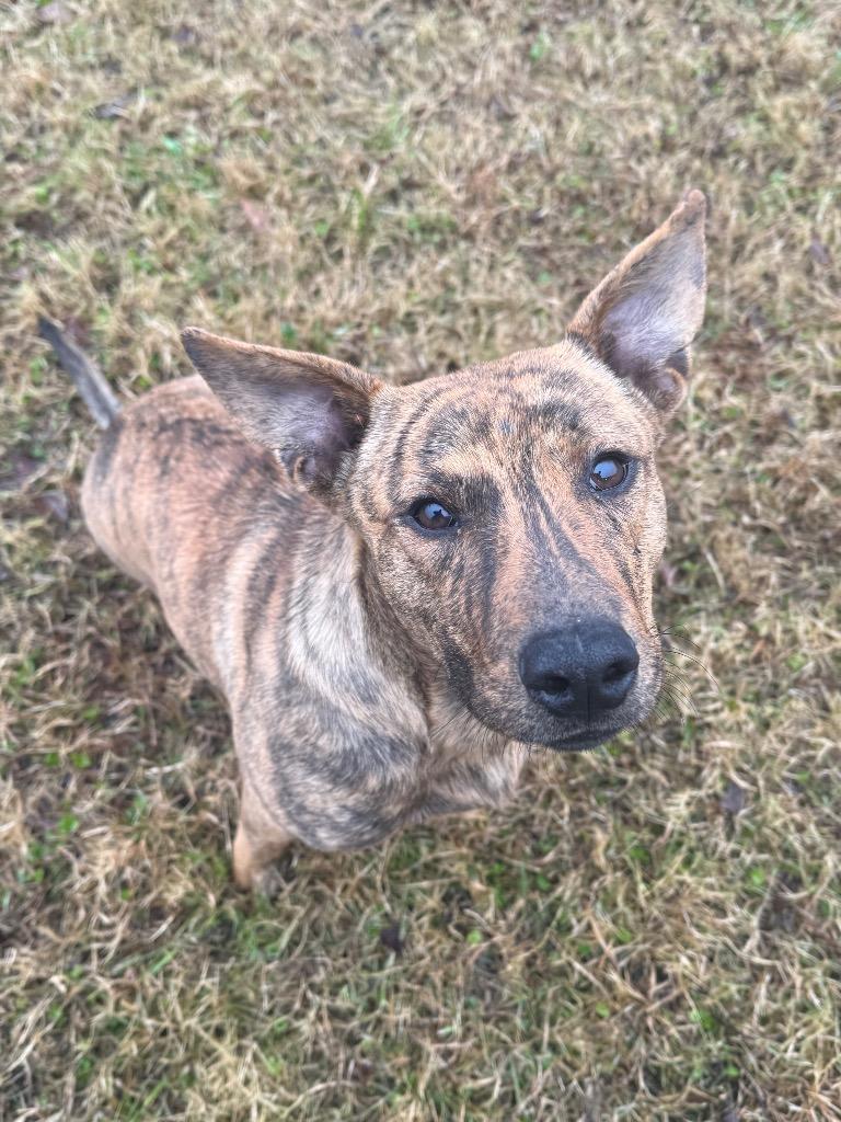 Spud, a Adoptable mixed breed in Metter, GA image 2/2