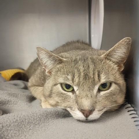 Spencer, Adoptable, Adult Male Domestic Short Hair.