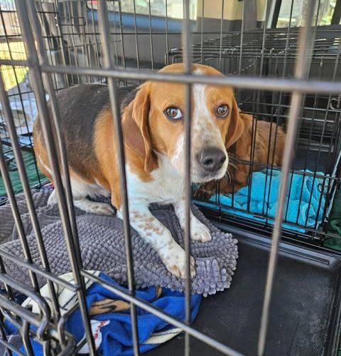 Enlarge Jerry, a Adoptable Beagle in Kent, WA image 1/5