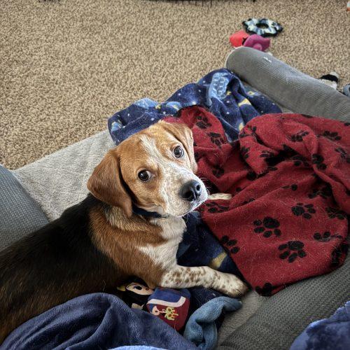 Jerry, Adoptable, Young Male Beagle.