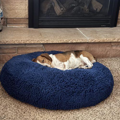 Enlarge Jerry, a Adoptable Beagle in Kent, WA image 2/5