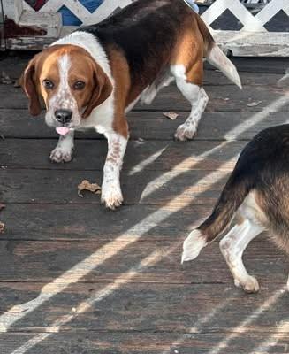 Enlarge Jerry, a Adoptable Beagle in Kent, WA image 2/5