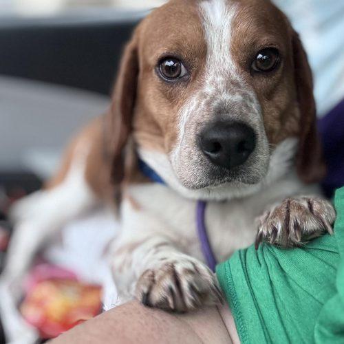 Enlarge Jerry, a Adoptable Beagle in Kent, WA image 3/5