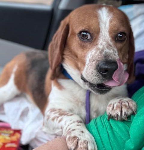 Enlarge Jerry, a Adoptable Beagle in Kent, WA image 3/5