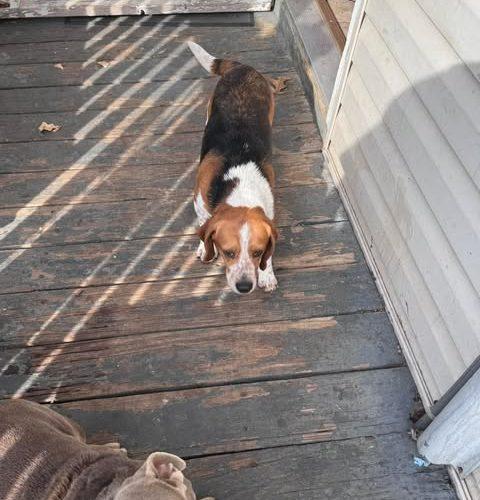 Enlarge Jerry, a Adoptable Beagle in Kent, WA image 4/5