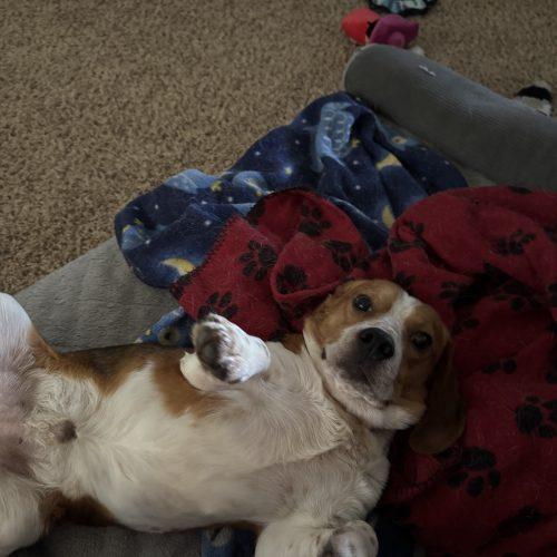 Enlarge Jerry, a Adoptable Beagle in Kent, WA image 4/5