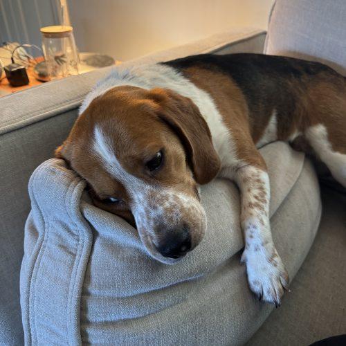 Enlarge Jerry, a Adoptable Beagle in Kent, WA image 5/5