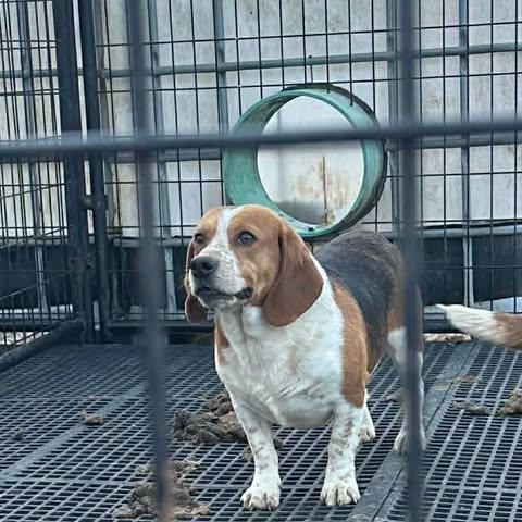 Enlarge Jerry, a Adoptable Beagle in Kent, WA image 5/5