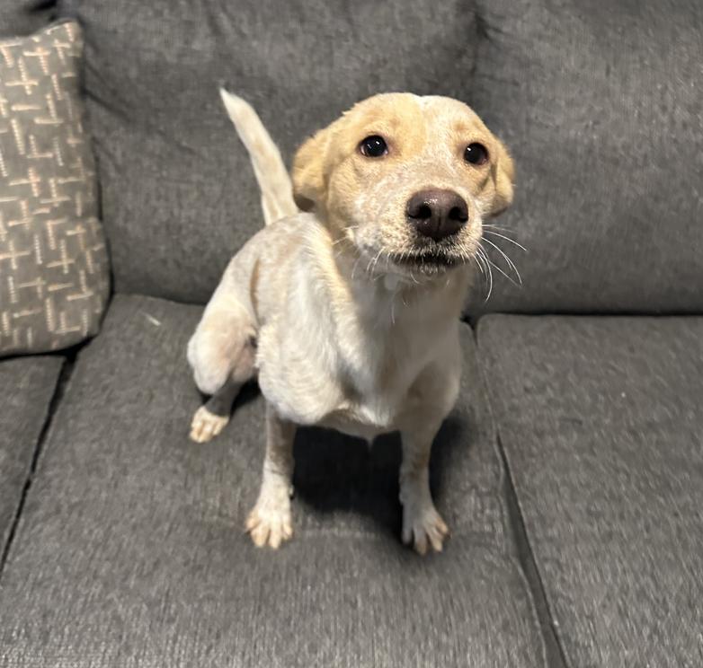 Reddy — thumbnail 2