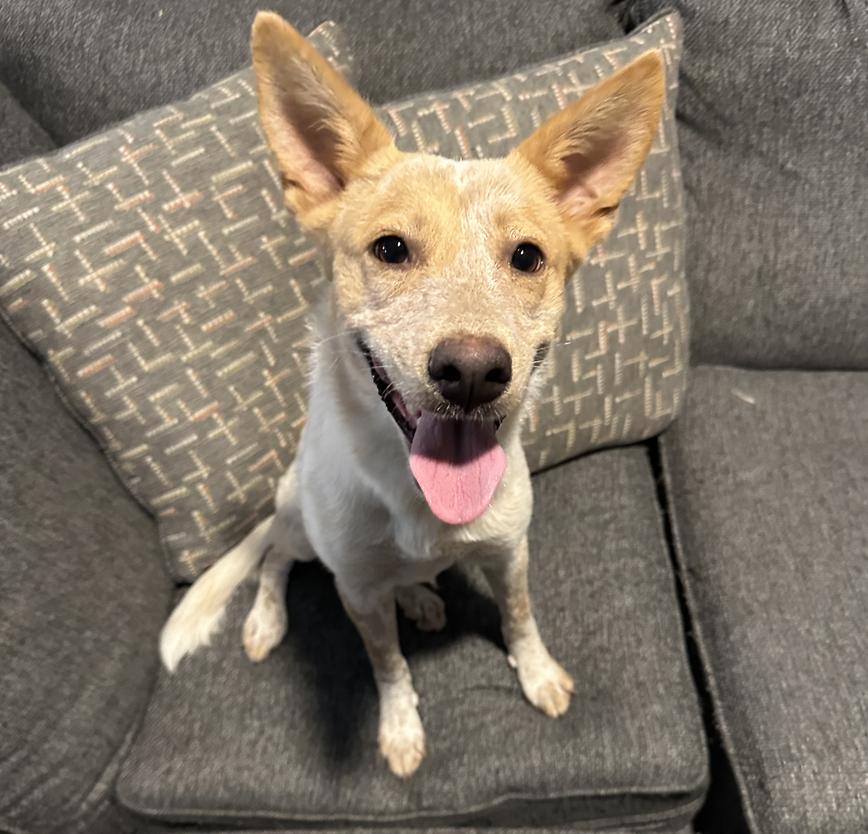 Reddy — thumbnail 4