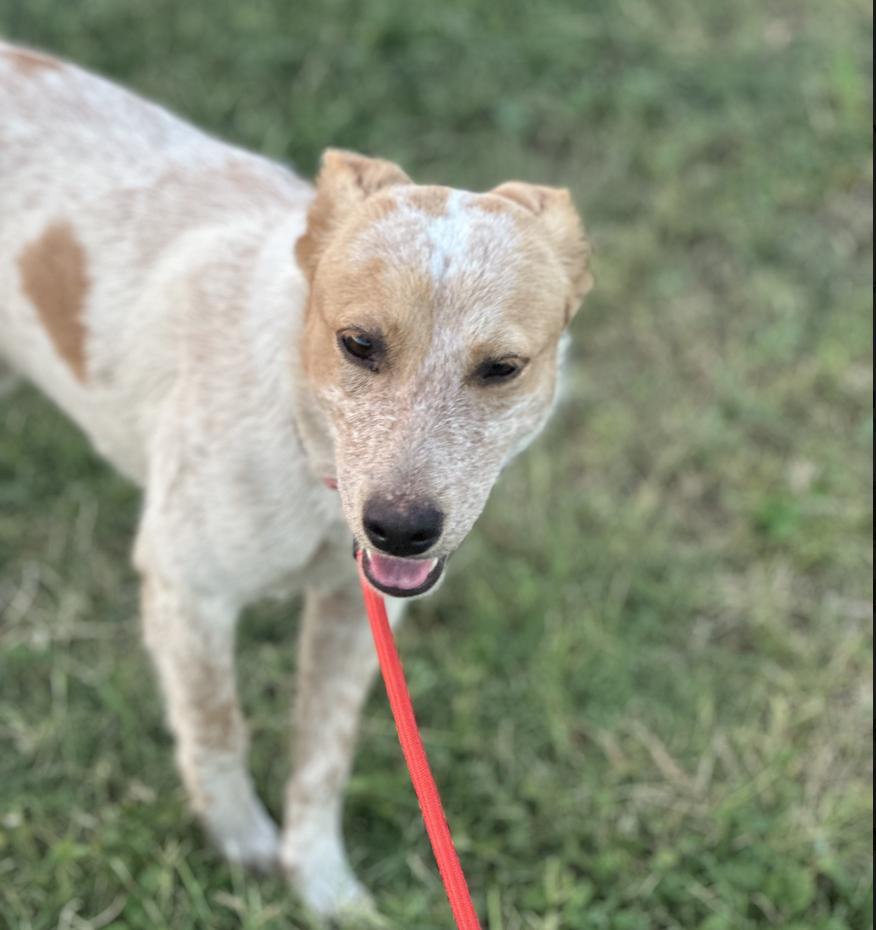 Reddy — thumbnail 5