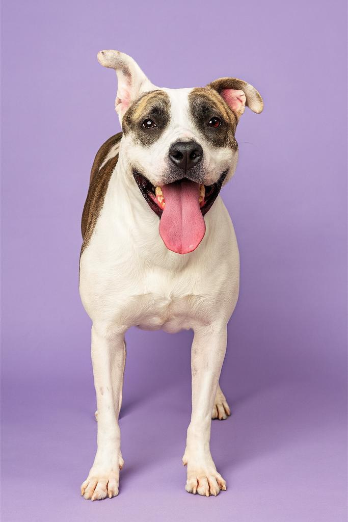 Enlarge Track Star, a Adoptable mixed breed in Florence, SC image 1/5