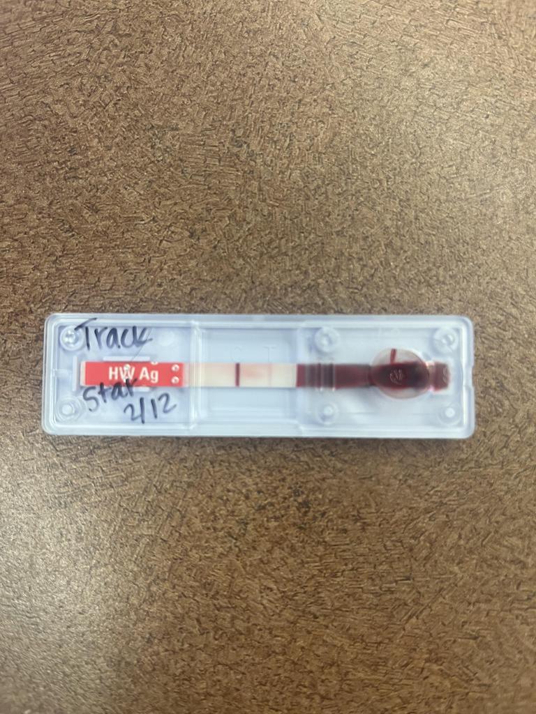 Enlarge Track Star, a Adoptable mixed breed in Florence, SC image 1/6