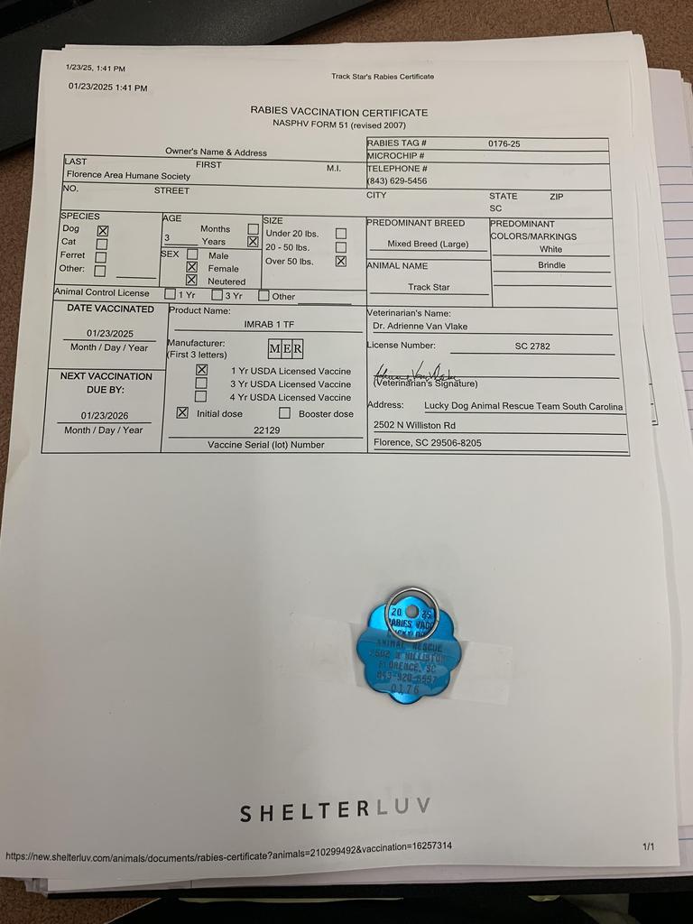 Enlarge Track Star, a Adoptable mixed breed in Florence, SC image 2/5