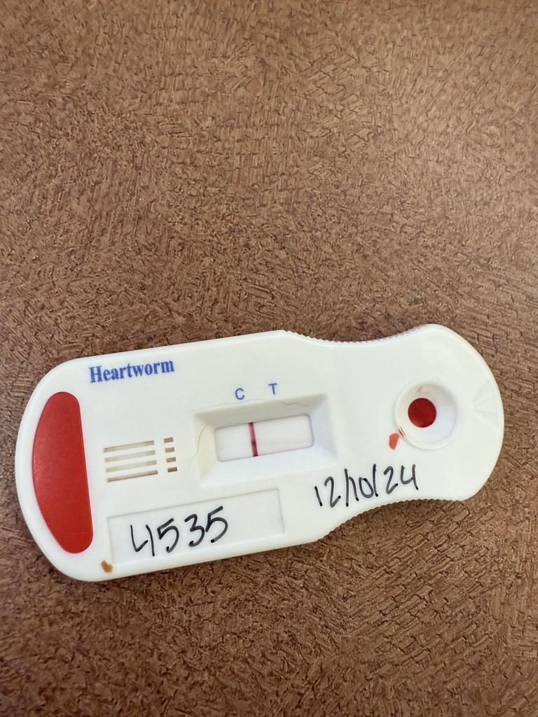 Enlarge Track Star, a Adoptable mixed breed in Florence, SC image 3/5