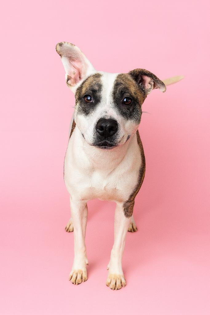 Enlarge Track Star, a Adoptable mixed breed in Florence, SC image 4/6