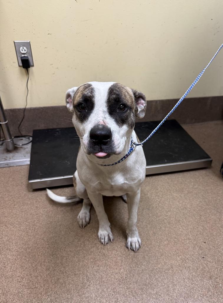 Enlarge Track Star, a Adoptable mixed breed in Florence, SC image 5/6