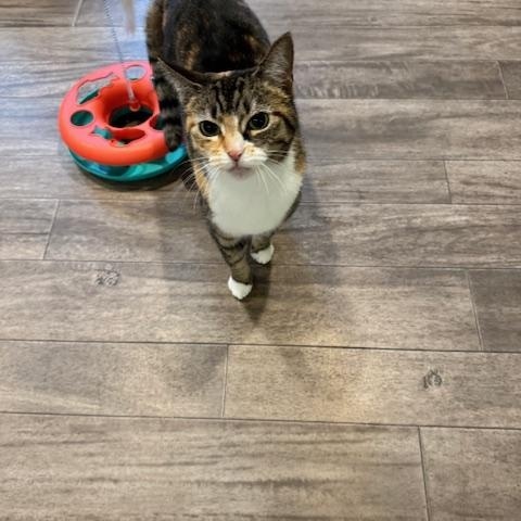 Enlarge Minnie, a Adoptable Domestic Short Hair in Rochester, MA image 2/2