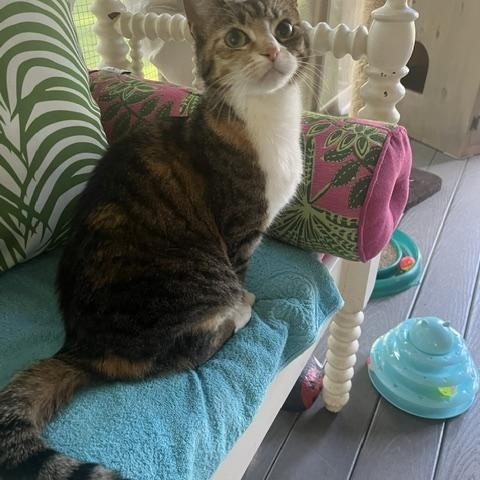 Enlarge Minnie, a Adoptable Domestic Short Hair in Rochester, MA image 3/5