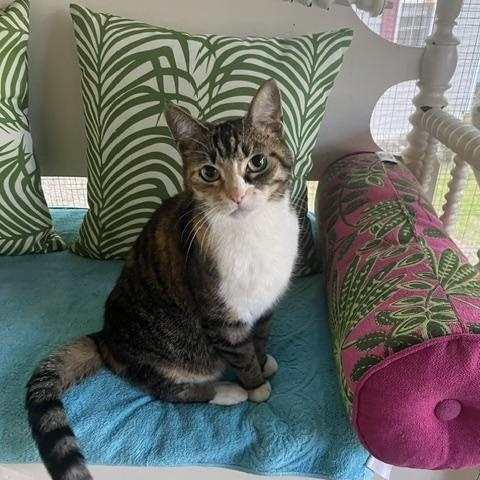 Enlarge Minnie, a Adoptable Domestic Short Hair in Rochester, MA image 5/5